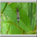 Nephrotoma crocata - Gelbbindige Schnake w01.jpg